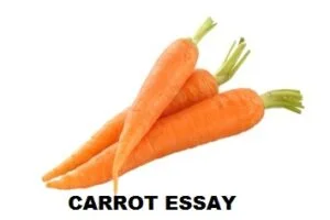 carrot essay