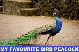 my favourite bird peacock