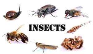 insects essay