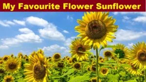 My favourite flower sunflower essay